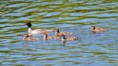 /album/my-local-birding-gallery/goosander-with-chicks-jpg/